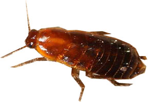 la blatte amricaine (Periplaneta americana)
