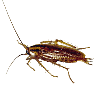 cafard, blatte,Orthoptore cockroach 