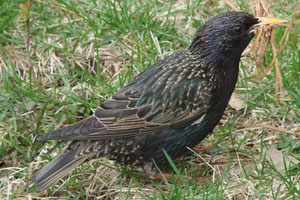  L'tourneau sansonnet (Sturnus vulgaris)