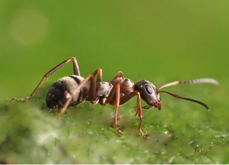 La fourmis la fourmis