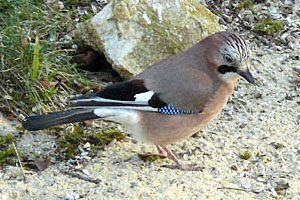  Geai des chnes (Garrulus glandarius)