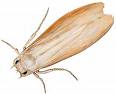 mites, l�pidopt�res (papillons) et du sous-ordre des h�t�roc�res 