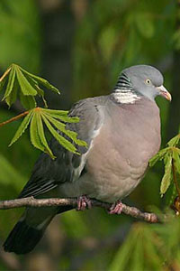 D'une longeur de 40  42 cm, une envergure de 75  80 cm pour un poids de 450  530 gr.
Les taches blanches du cou et du bord de l'aile permettent de le diffrencier aisment de ses proches parents : le pigeon biset et le pigeon colombin.