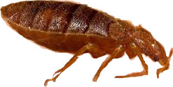 punaise de lit bed bugs