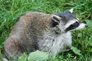 Le Raton laveur