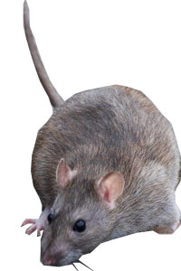 Rattus norvegicus surmulot