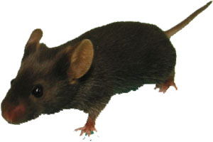 Mus musculus souris domestique