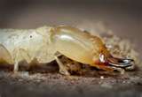 termite, Isopt�res